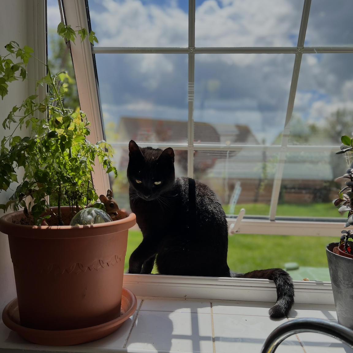 Forever home